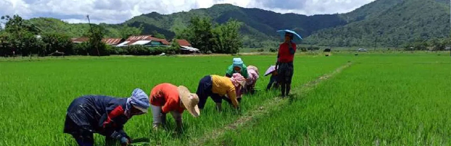Manipur Agriculture